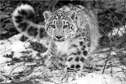 Endangered Snow Leopard